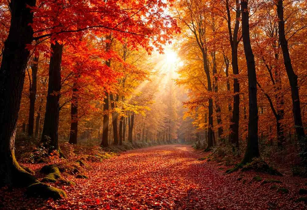 Otoño Saludable